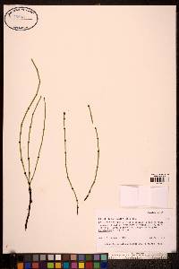 Equisetum variegatum image