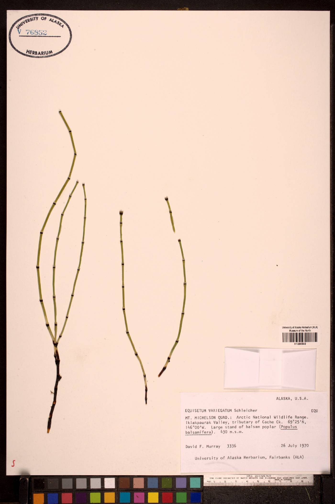 Equisetum variegatum image