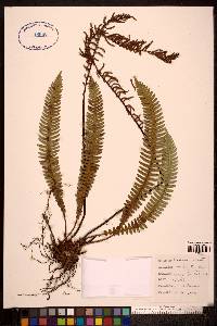 Blechnum spicant image