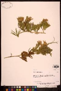 Lycopodium alpinum image