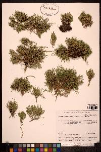 Selaginella selaginoides image