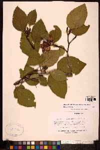 Alnus viridis subsp. fruticosa image