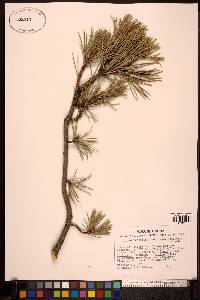 Pinus contorta image