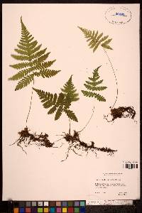 Phegopteris connectilis image
