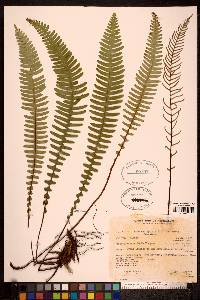 Blechnum spicant image