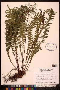 Blechnum spicant image