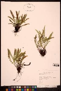 Asplenium trichomanes-ramosum image