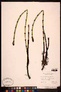 Equisetum fluviatile image