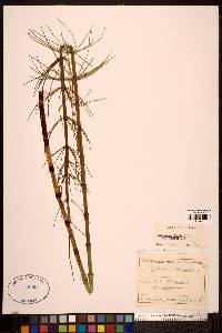 Equisetum fluviatile image