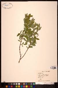 Salix myrtillifolia image