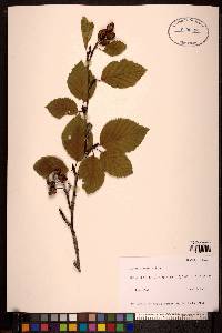 Alnus viridis image