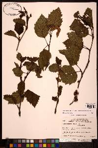 Alnus viridis subsp. sinuata image