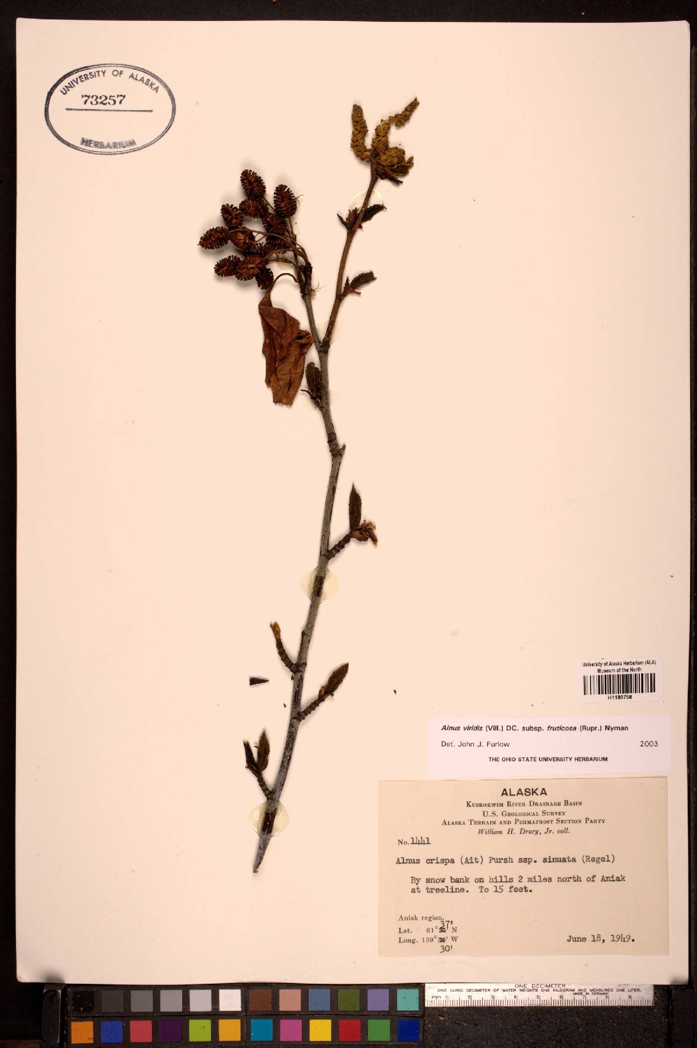 Alnus viridis subsp. fruticosa image