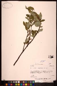 Salix planifolia image