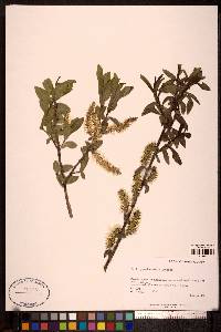 Salix boothii image