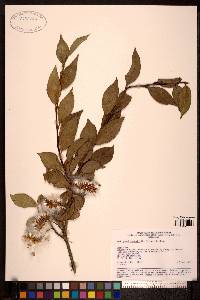 Salix boothii image