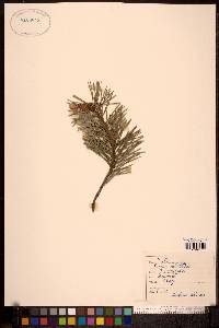 Pinus sylvestris image
