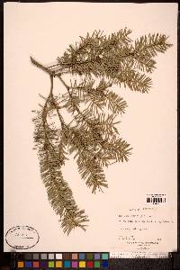 Tsuga canadensis image