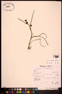 Sparganium angustifolium image