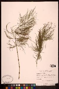 Equisetum sylvaticum image