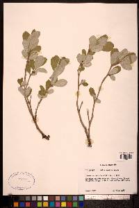 Salix vestita image