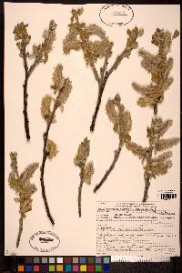 Salix hookeriana image