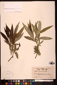 Salix lasiandra image