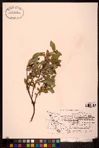 Salix myrtillifolia image