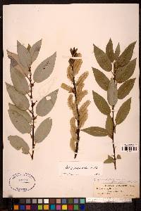 Salix myricoides image