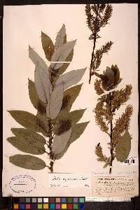 Salix myricoides image