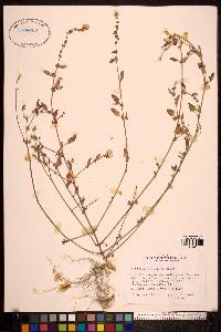 Atriplex prostrata image