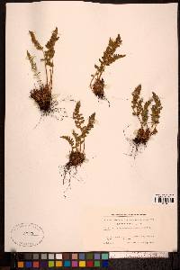 Woodsia ilvensis image