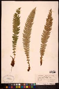 Polystichum lonchitis image