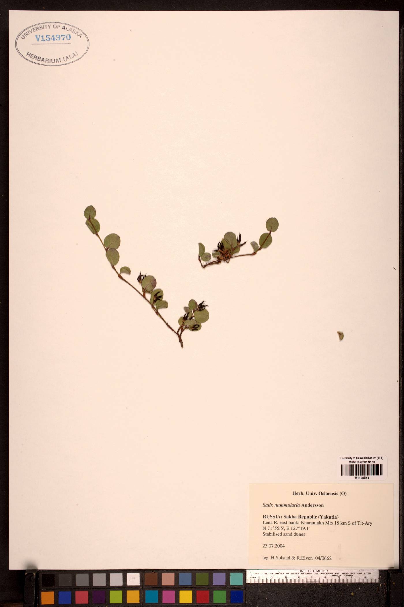 Salix nummularia image