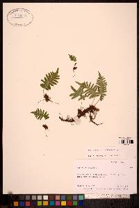 Polypodium glycyrrhiza image