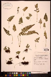 Polypodium montense image