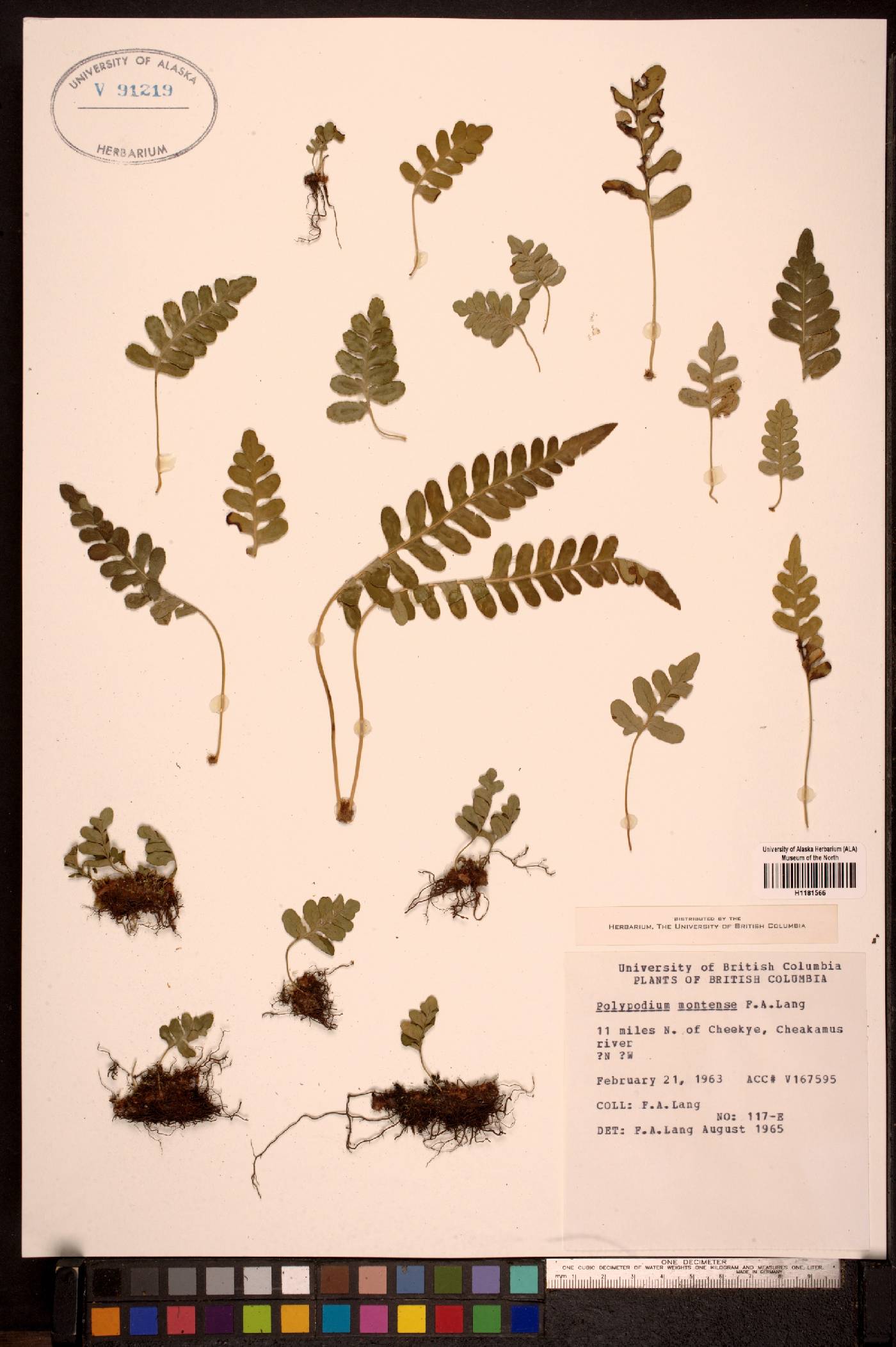 Polypodium montense image