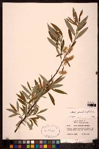 Salix petiolaris image