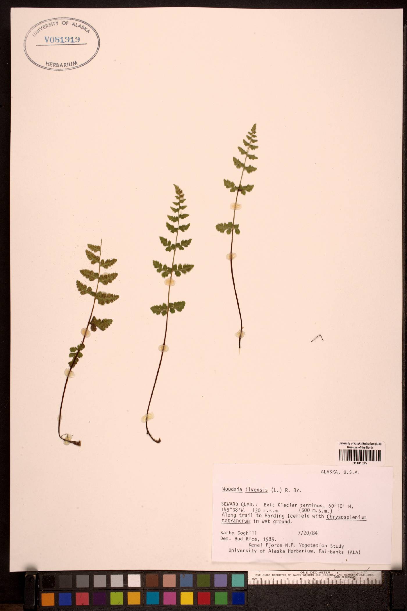 Woodsia ilvensis image