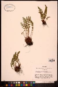 Woodsia ilvensis image