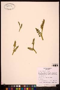Botrychium spathulatum image