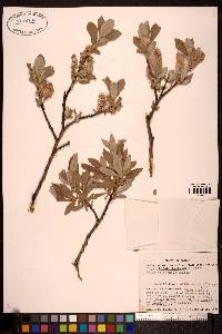 Salix sitchensis image