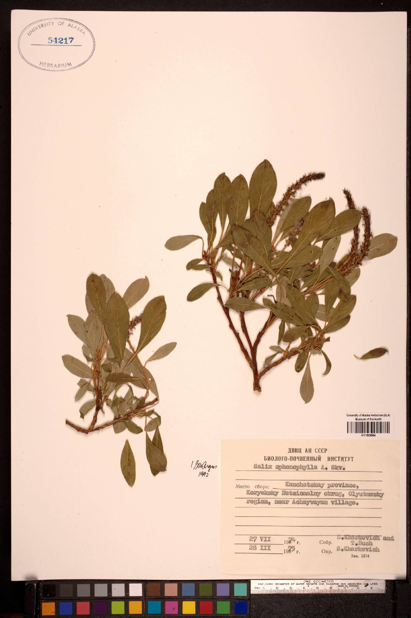 Salix sphenophylla image