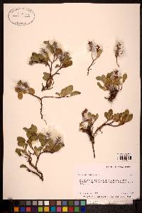 Salix stolonifera image