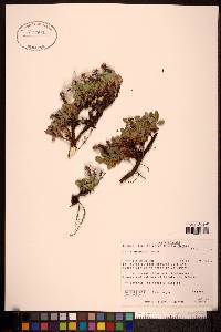 Salix uva-ursi image