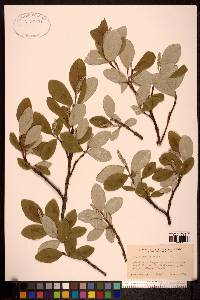 Salix vestita image