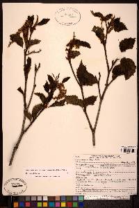 Alnus viridis image
