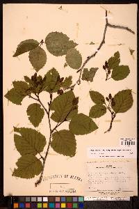 Alnus viridis image