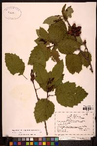 Alnus viridis image