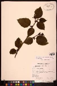 Alnus viridis image